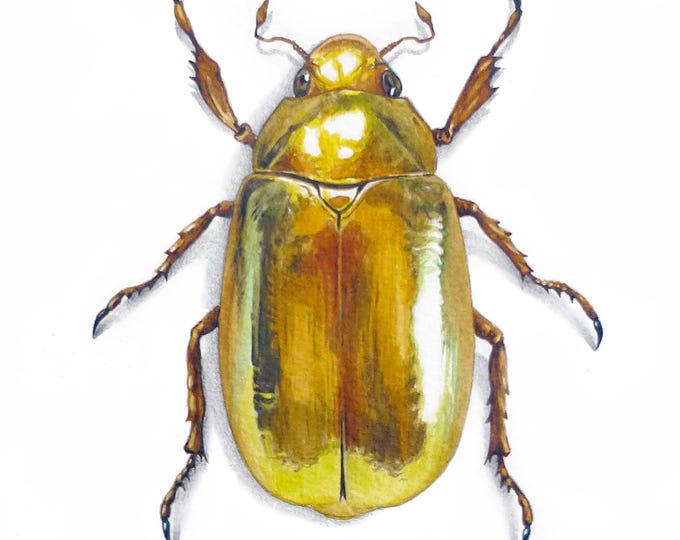 The Golden Scarab realistic watercolour workshop, the finished painting