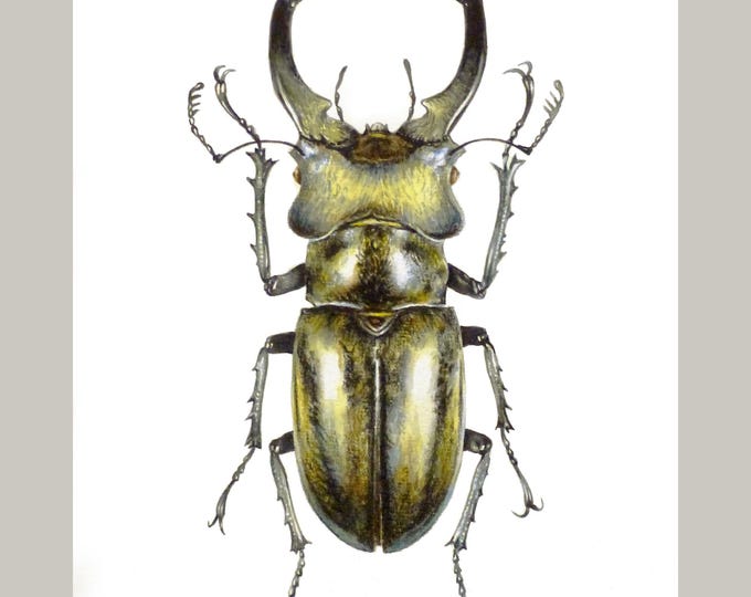Finished realistic watercolour stag beetle in bronze and olive with large antler mandibles