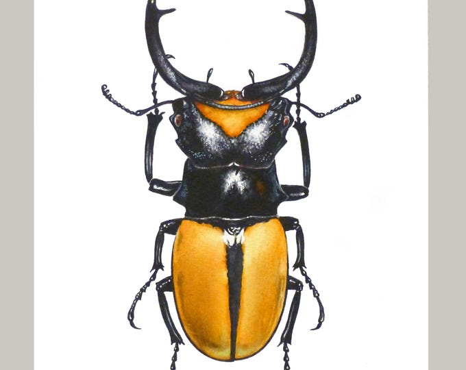 Finished realistic watercolour stag beetle with black armour and saffron-orange wing cases